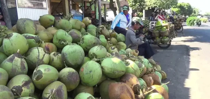 Mengungkap Potensi Industri Kelapa Indonesia: Dari Kebun Rakyat hingga Pasar Dunia