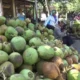 Mengungkap Potensi Industri Kelapa Indonesia: Dari Kebun Rakyat hingga Pasar Dunia