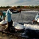 Stok Garam Semakin Menipis Usai Impor Dibatasi